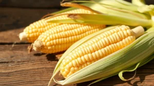Fresh corn on the cob with husks partially removed, displayed on rustic wooden surface with natural sunlight, no people, photorealistic